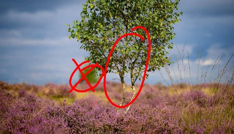 Red neon line drawing overlaid on a field of purple heather with a solitary tree.
