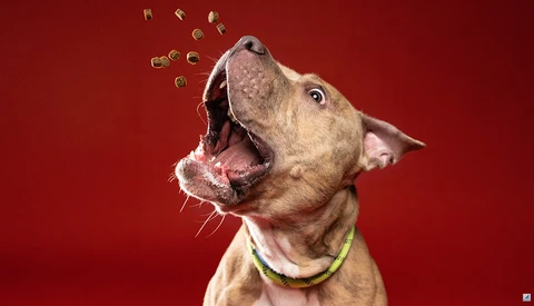 Brown dog with mouth wide open, catching kibble against a red background.