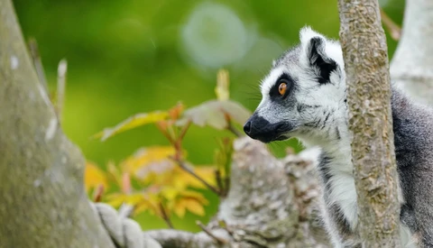 Ring-tailed lemur clinging to a tree branch with blurred green foliage in the background.