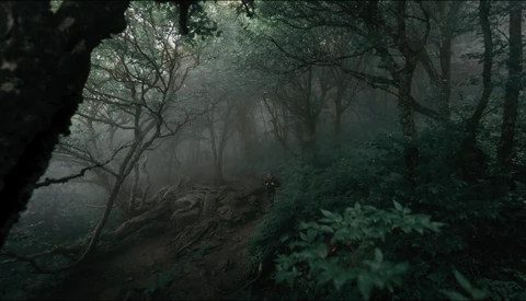 Misty forest path lined with bare and leafy trees creating depth through fog.