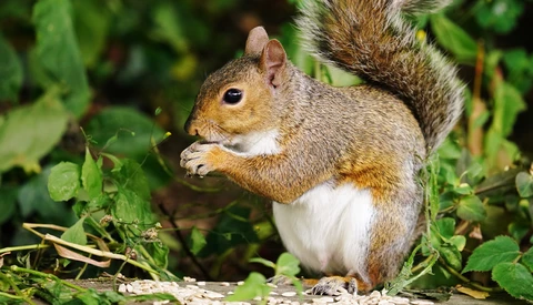Fox squirrel perched among green foliage with bushy tail raised.