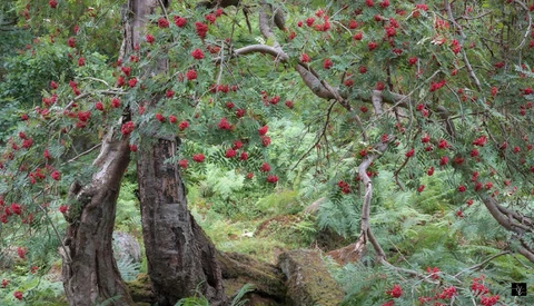 Gnarled trees laden with bright red berries in a misty forest understory.