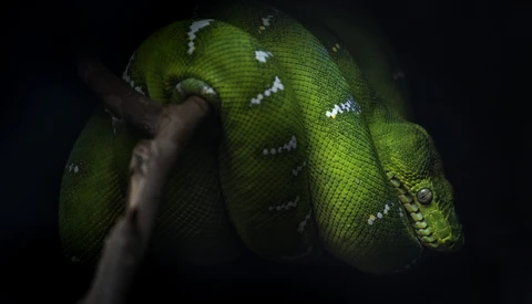 Coiled green python with white heat-sensing pits along its body, wrapped around a human hand against a dark background.