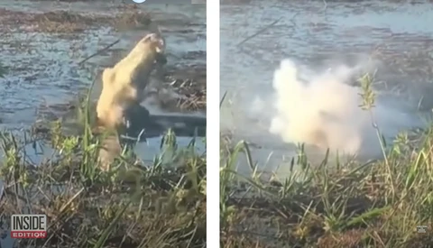 Capybara diving into water creating a large splash on the right side of a two-panel comparison.