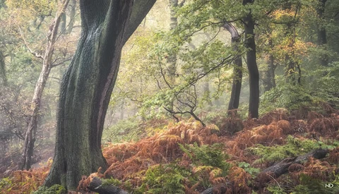 Misty forest with massive dark tree trunks and rust-colored ferns blanketing the ground.