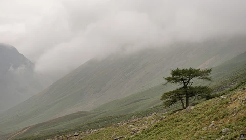 Solitary conifer tree on misty mountainside with low-lying clouds and green slopes.