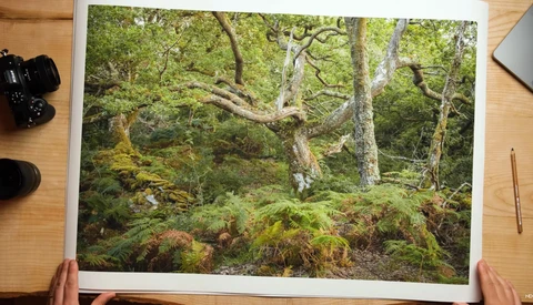 Dense forest floor with moss-covered ground, gnarled tree trunks, and lush green canopy overhead.