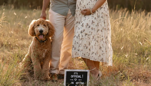 Expectant couple standing with a goldendoodle in a dry grass field, holding a sign announcing pregnancy.