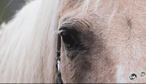 Close-up of a gray horse's eye and forelock with soft, side lighting.