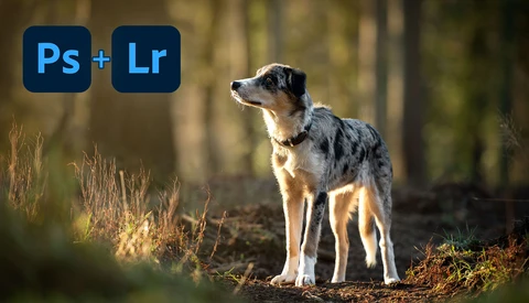 Mixed-breed dog standing in a forest clearing with golden sunlight filtering through trees behind it.