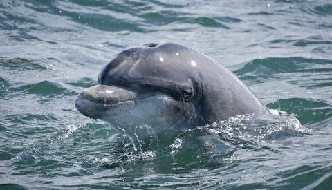 Dolphin surfaces in turquoise ocean water, mouth open showing teeth.