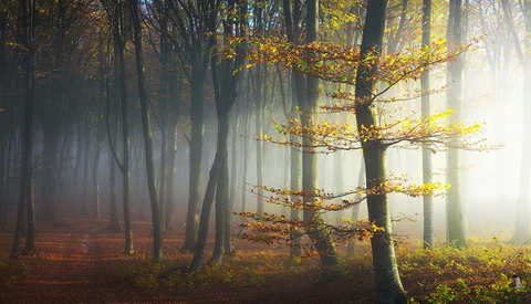Misty forest path lined with tall trees and golden autumn foliage backlit by bright sunlight.