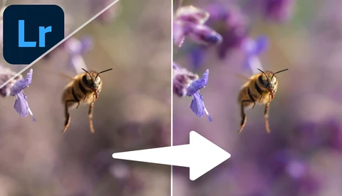 Screenshot comparing before and after Lightroom editing of a bee on purple flowers.