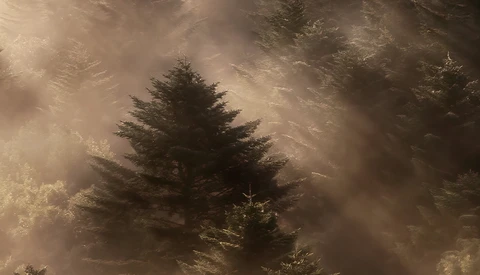 Coniferous trees shrouded in dense fog with golden-brown atmospheric haze filtering sunlight through the mist.