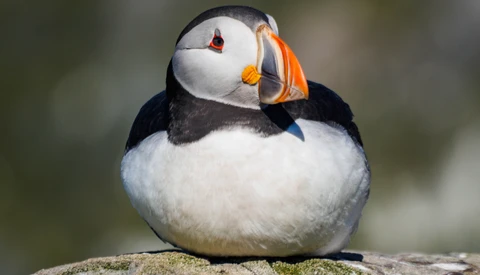 Puffin with distinctive black and white plumage and colorful orange beak, perched on a rock.