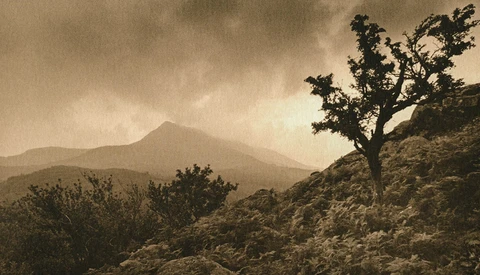 Solitary gnarled tree on rocky hillside with distant mountain peak under overcast sky.