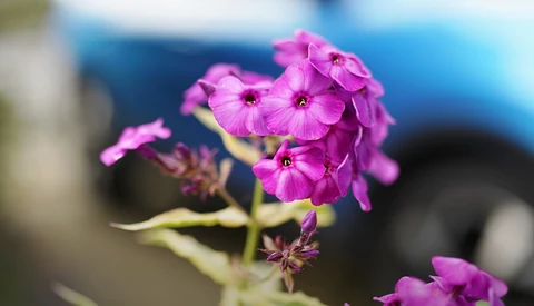 Vibrant magenta phlox flowers in sharp focus with blurred blue background.