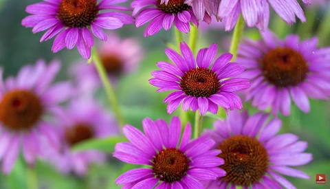 Purple coneflowers with dark brown centers in varying stages of bloom, shot with shallow depth of field.