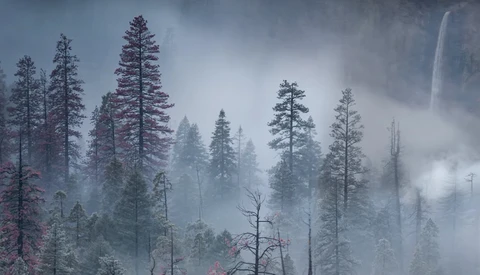 Misty forest landscape with tall coniferous trees and smoke or fog obscuring the background.
