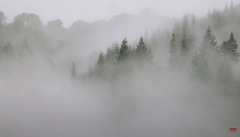 Dense fog obscures a forested landscape with evergreen trees emerging from heavy mist.