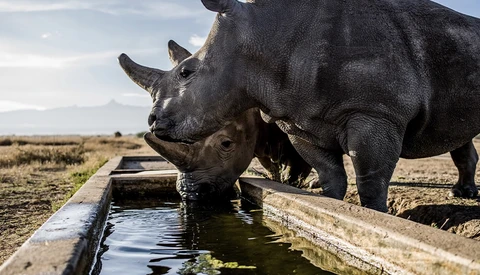 Black rhinoceros drinking from a concrete water trough in an arid savanna landscape.