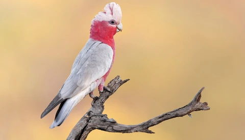 Galah cockatoo perched on a bare branch against a warm, blurred yellow-gold background.