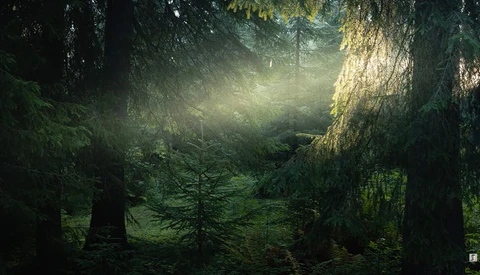 Dense forest interior with towering evergreen trees filtered by diffused sunlight streaming through the canopy.