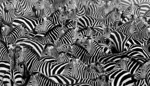 Dense herd of zebras overlapping in black and white photograph.