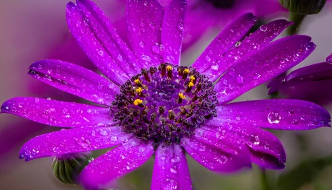 Magenta daisy-like flower covered in water droplets, radiating petals around dark center.