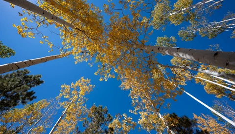 Upward view of tall aspen trees with golden autumn foliage against a clear blue sky.