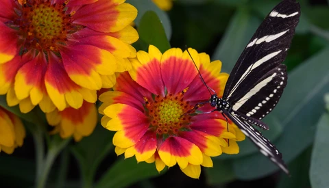 Zebra swallowtail butterfly perched on red and yellow gerbera flowers with blurred green foliage background.