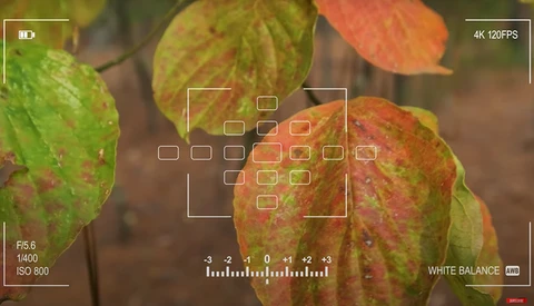 Camera viewfinder display showing autofocus points overlaid on autumn foliage with color grading controls.