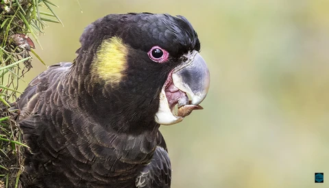 Black cockatoo with yellow cheek patch and pale eye-ring, head turned toward camera against blurred green background.