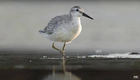 Small shorebird with gray mottled plumage and white underside standing in shallow water.
