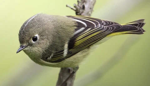 Small songbird with olive-green plumage and black wings with yellow markings perched on a twig.