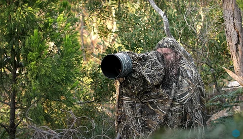 Wildlife photographer in full ghillie suit aiming telephoto lens toward forest canopy.