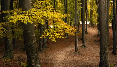 Forest path lined with tall trees, their canopies glowing golden yellow in autumn light.