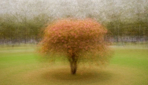 Solitary tree with rust-colored foliage standing in an open green field.