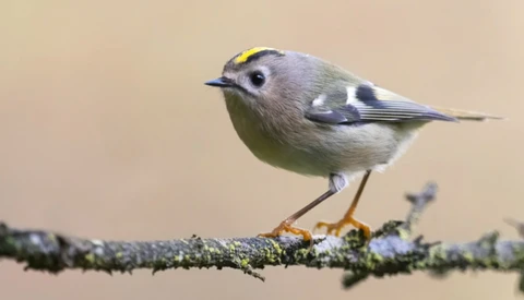 Small bird with gray plumage and yellow head marking perched on a lichen-covered branch.