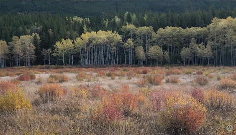 Autumn meadow with golden aspen and evergreen forest in the background.