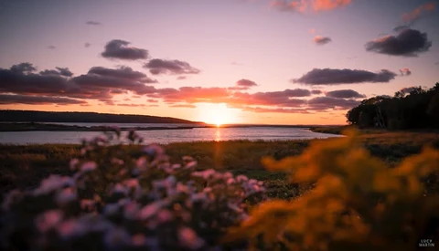 Wildflowers in soft focus frame a vibrant sunset over a calm lake with forested shoreline.