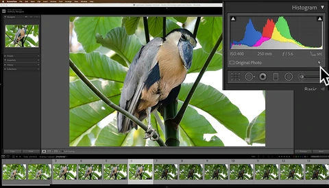 Screenshot of Lightroom Classic showing a blue-and-rust-colored bird perched on a branch surrounded by green foliage.