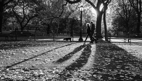 Two figures walking beneath bare trees in a park, their long shadows cast across fallen leaves in black and white.