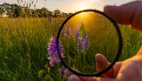 Hand holding a magnifying glass focused on purple flowers in a sunlit meadow.