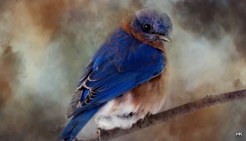 Illustration of an Eastern Bluebird perched on a branch, rendered in digital painting style.