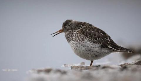 Small shorebird with mottled brown plumage standing on sandy ground against overcast sky.