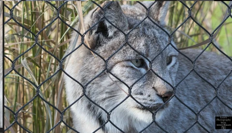 Gray and white cougar's face pressed against chain-link fence, looking directly at camera.