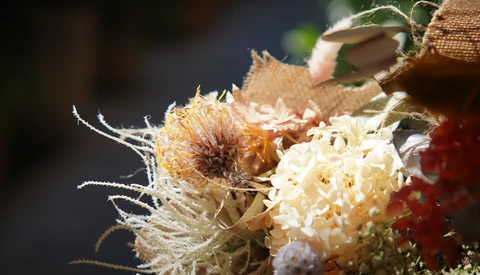 Spiky seed pod with delicate white flower clusters in sharp focus against blurred background.