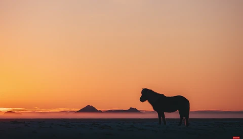 Silhouetted horse standing in profile on a beach at sunset, with two distant rocky islands on the horizon.