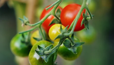 Tomato plant branch showing fruit at various stages of ripeness, from green to yellow to red.